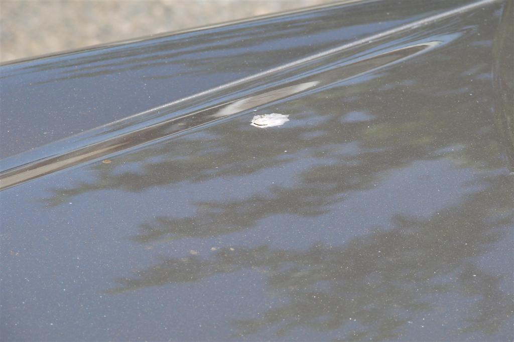DSC00524_Large_.JPG