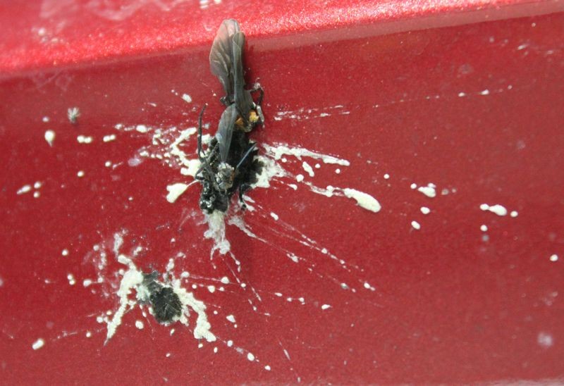 Bug Removal 101 – How to Easily Remove Bug Guts from Your Car