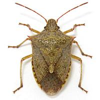 -onespotted-stink-bug-350-jpg