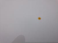 What are these yellow droplets-image-jpg