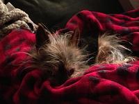 Show us your pet.-104-jpg