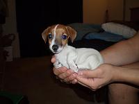 Member Pet Pictures-058-jpg