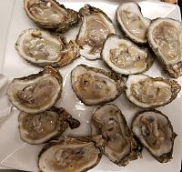 What are you eating?-oysters-jpg