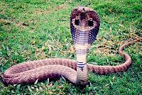 Killed a Cottonmouth also called a Water Moccasin-king-cobra-405623_1280-jpg