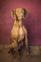 Show us your pet.-ruger-2-jpg