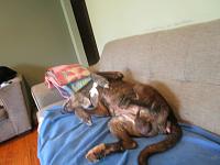 Show us your pet.-chester-couch-jpg