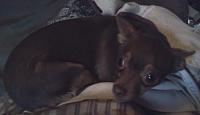 Agnes, my Chihuahua-chi2-2-jpg