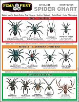 What's in your backyard?-spider-identification-chart-jpg