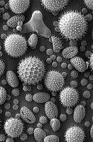 Pollen-pollen-jpg