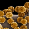 pollen2.jpg